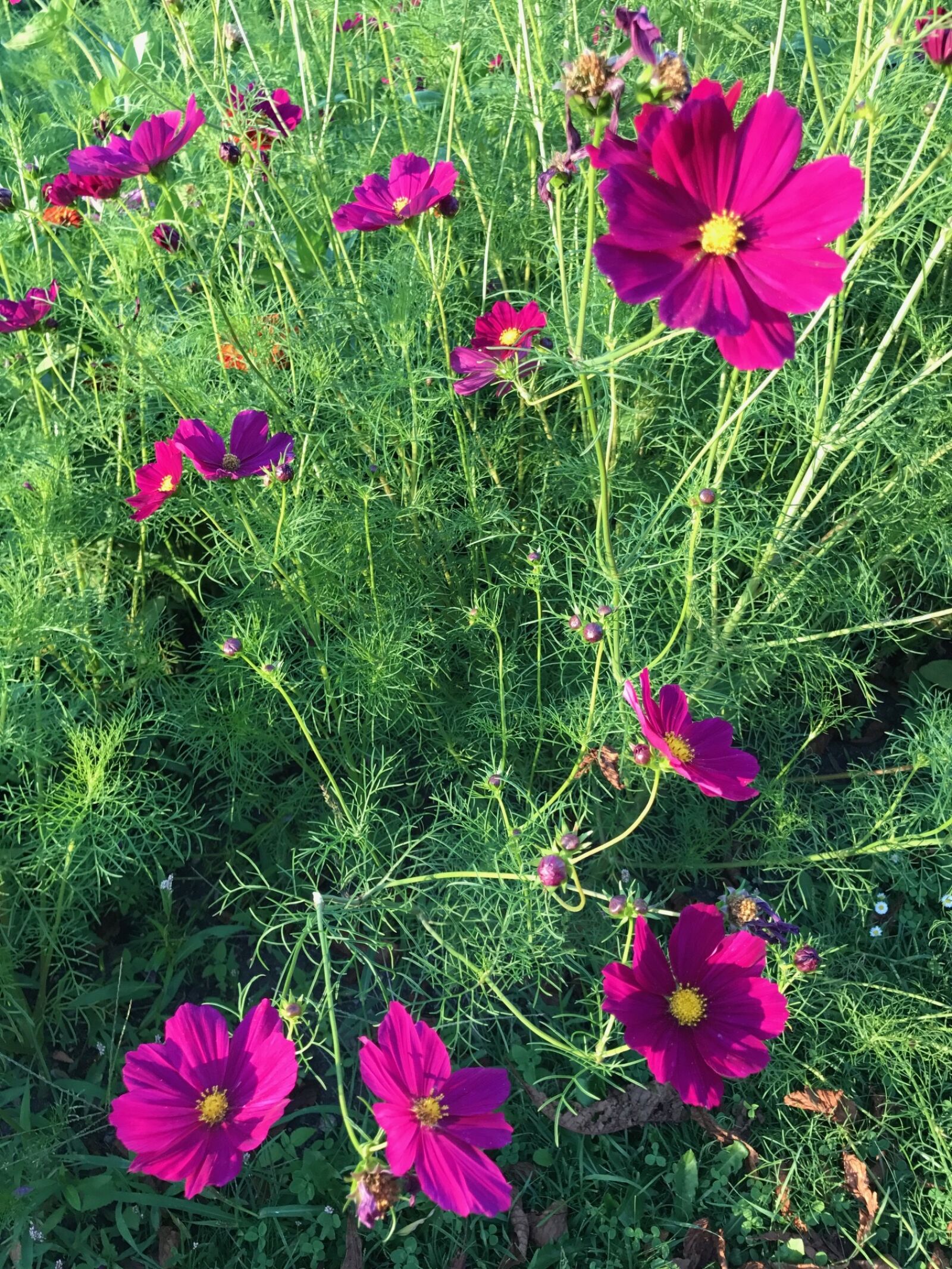 Apple iPhone 7 sample photo. Flower, nature, plant photography
