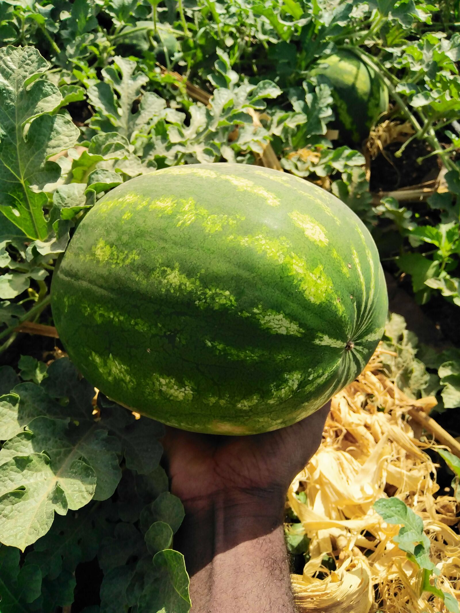 HUAWEI DUB-LX1 sample photo. Water melon, striped water photography