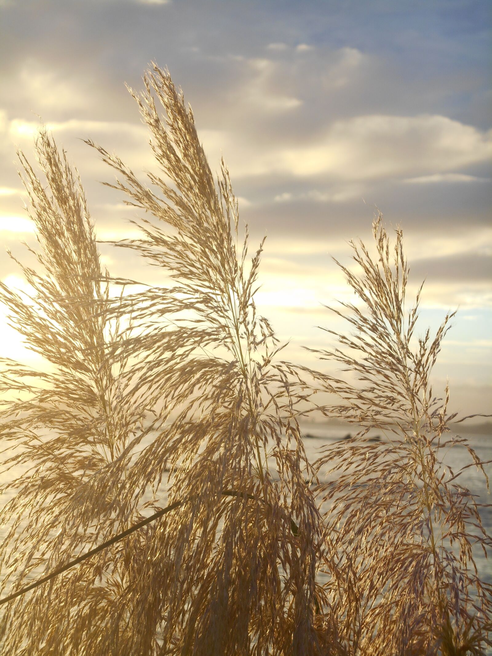 Nikon Coolpix S3500 sample photo. Japanese silver grass, sunset photography