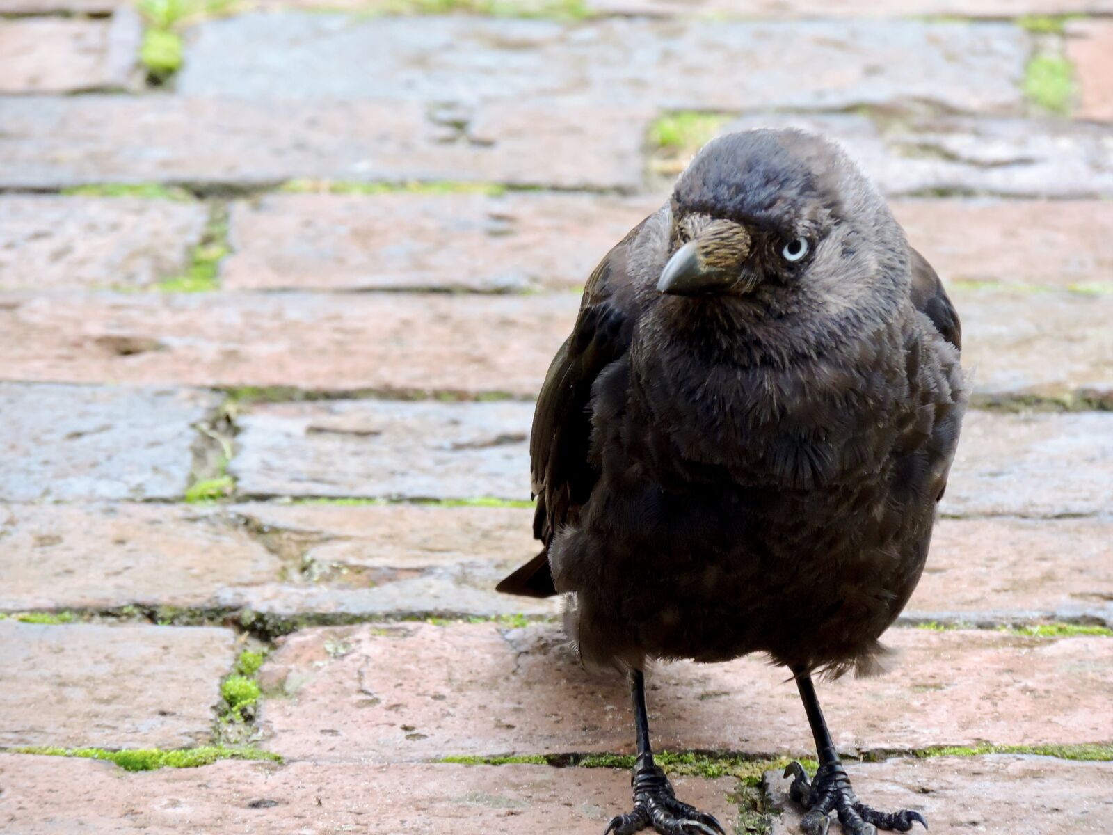 Nikon Coolpix P520 sample photo. Jackdaw, raven bird, corvus photography