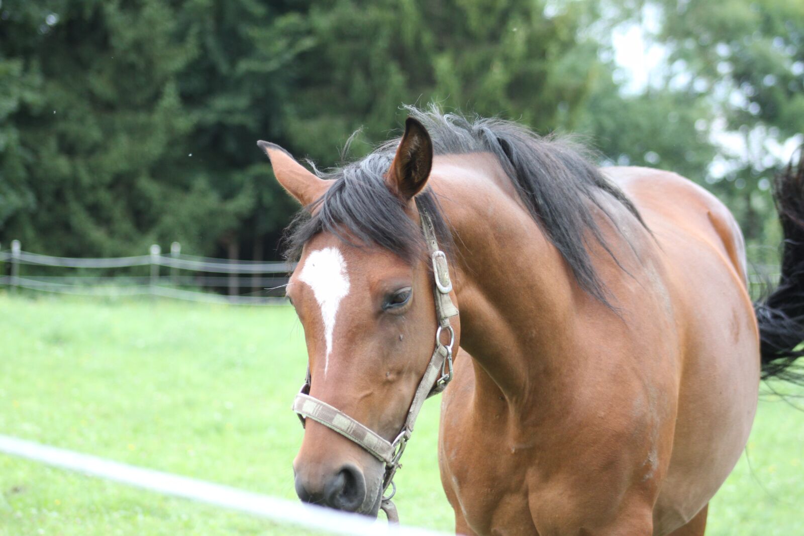 Canon EOS 500D (EOS Rebel T1i / EOS Kiss X3) sample photo. Horse, brown, animal photography