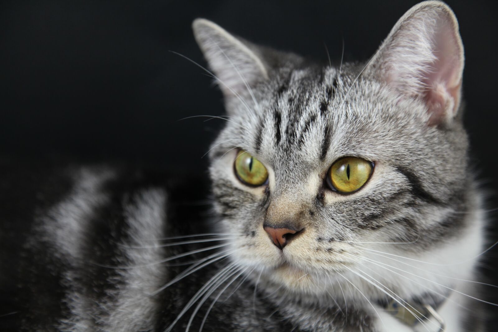 Canon EOS 5D Mark II sample photo. Looking, searching, cat photography