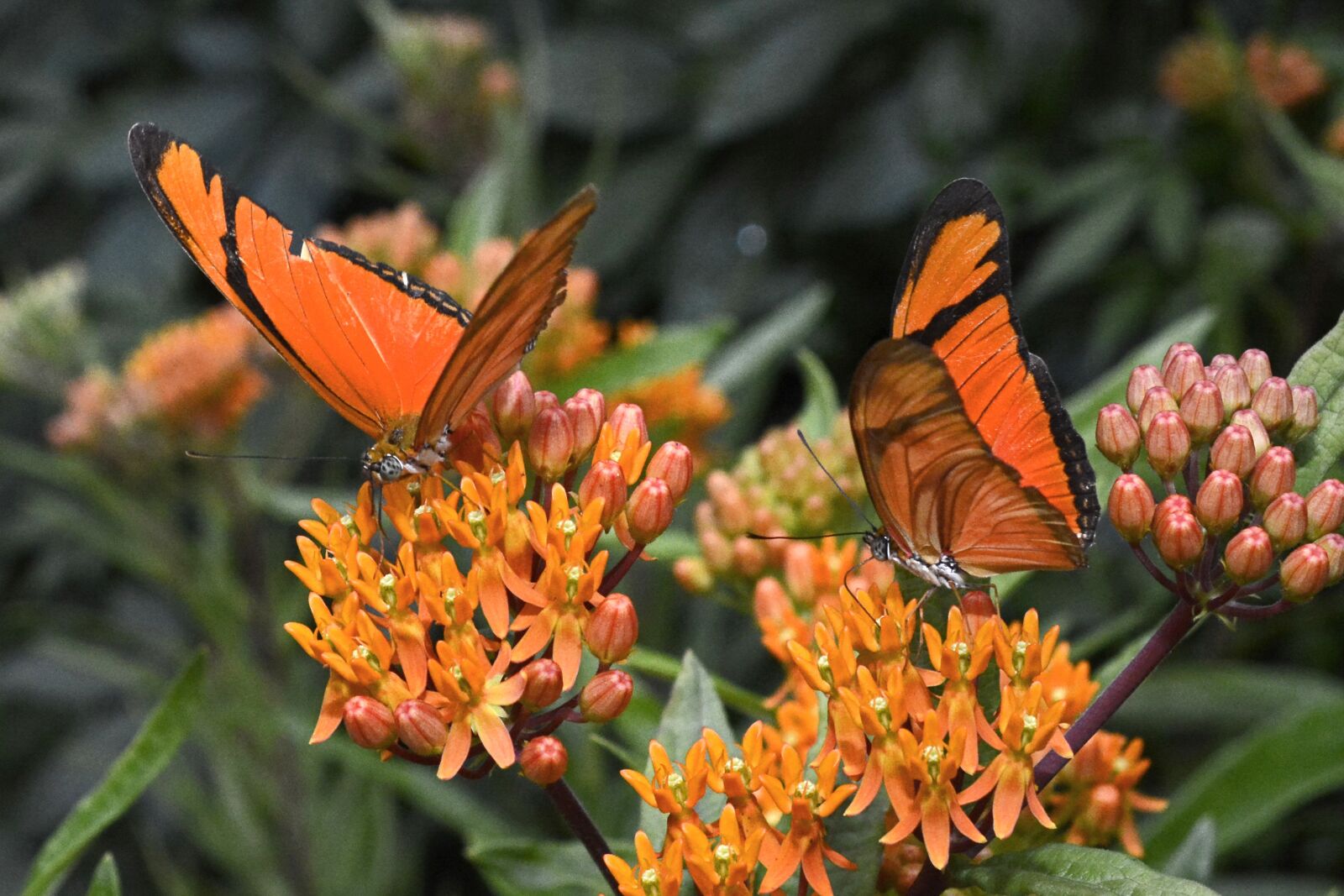 Nikon D7100 sample photo. Butterflies, insect, wing photography