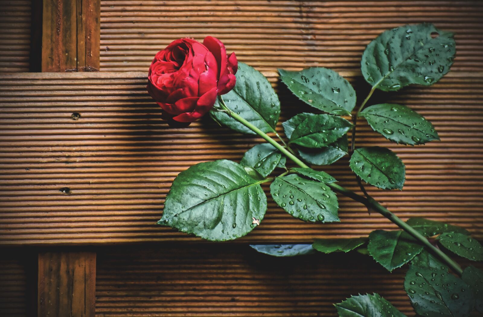 Nikon D7200 sample photo. Rose, blossom, bloom photography