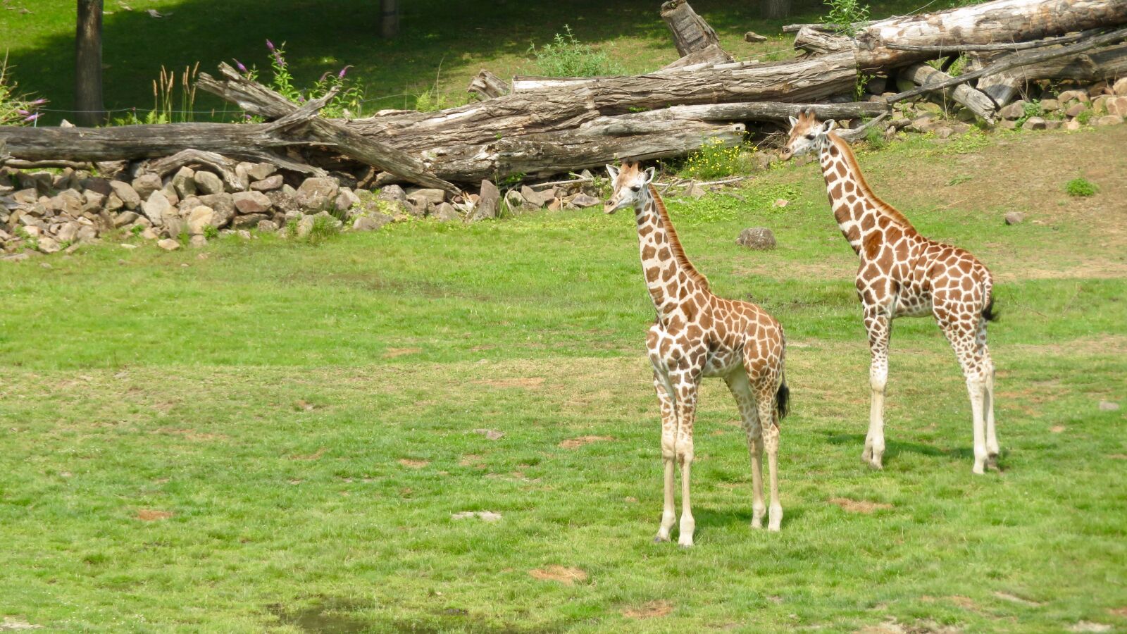 Canon PowerShot SX730 HS sample photo. Giraffe, zoo, animal world photography