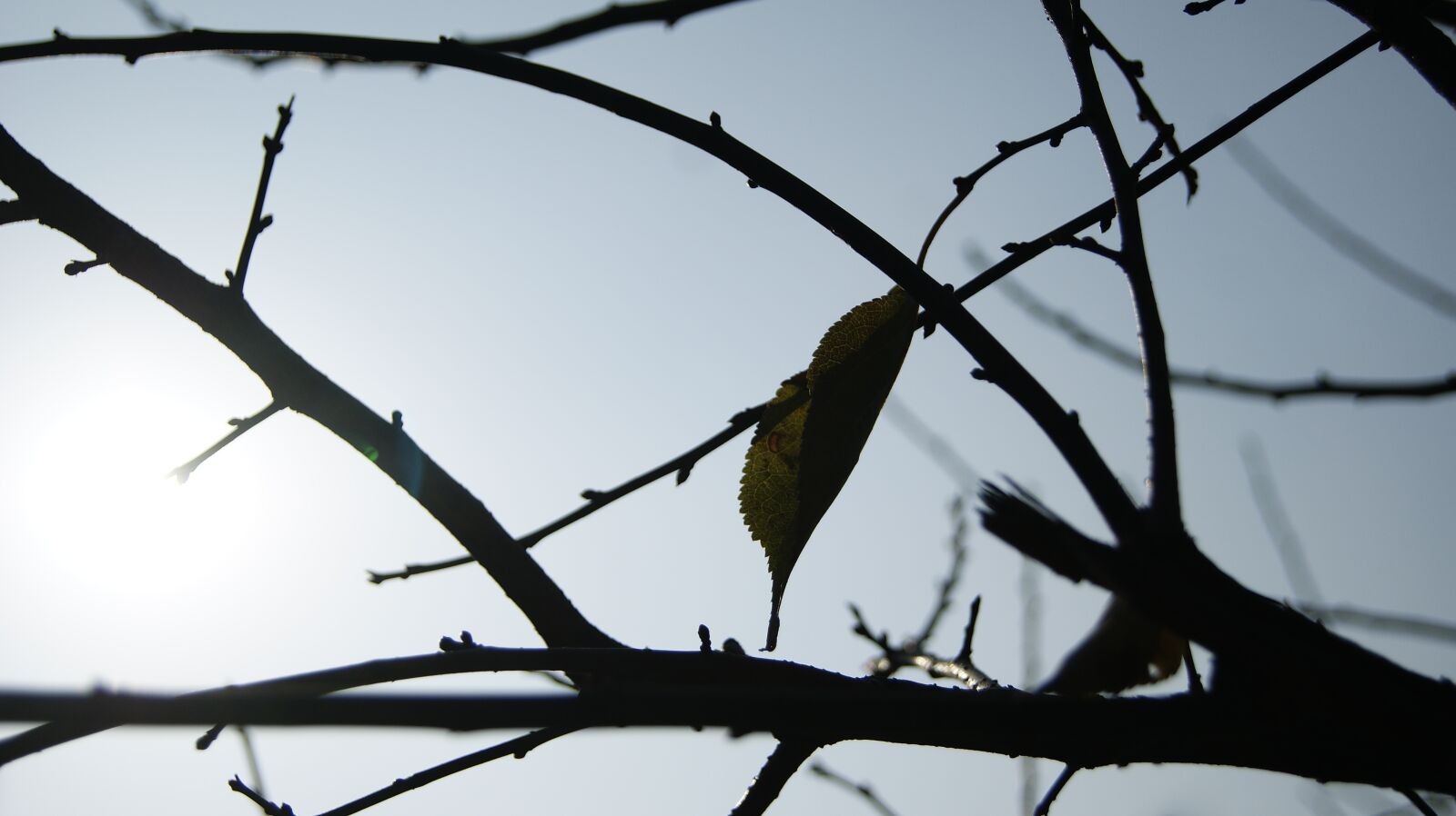 Sony Alpha DSLR-A290 sample photo. Branch, the leaves, light photography