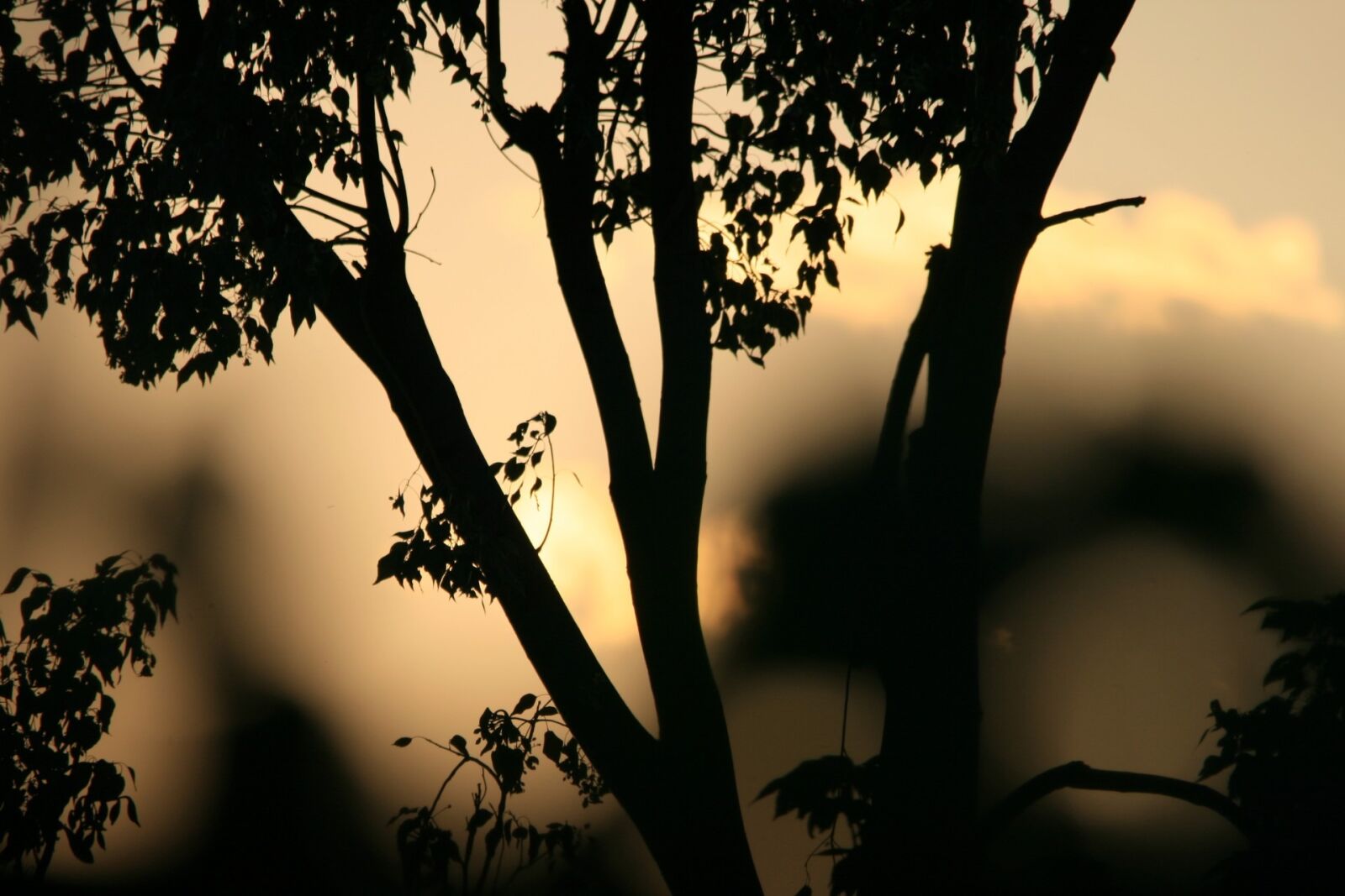 Canon EOS 400D (EOS Digital Rebel XTi / EOS Kiss Digital X) sample photo. Tree, silhouette, sunset photography