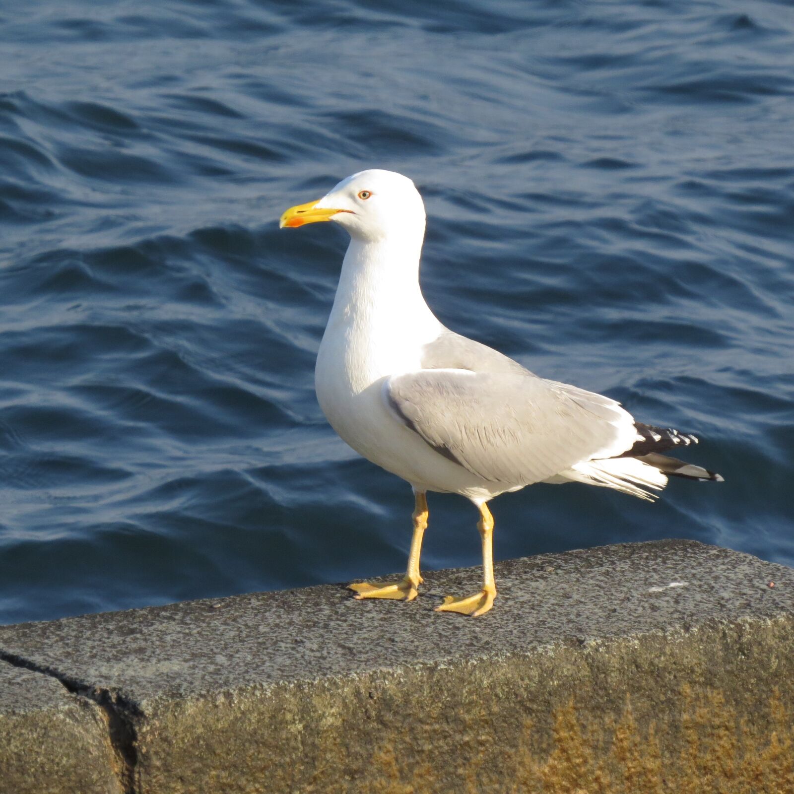 Морская чайка. Чайка Seagull. Чайка Рябая. Морская Чайка и Речная Чайка. Египетская Чайка.