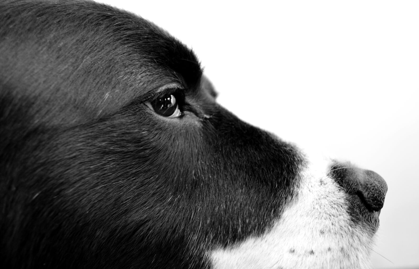 Nikon D3100 sample photo. Dog, photography, black photography