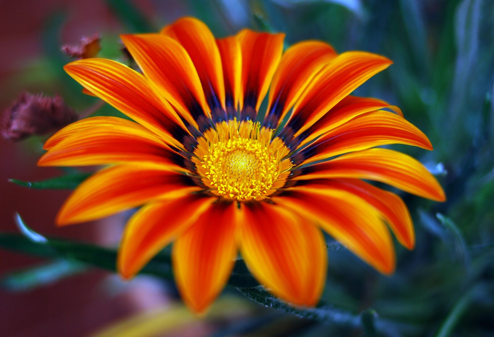 Nikon D80 sample photo. Flower, nature, plant photography