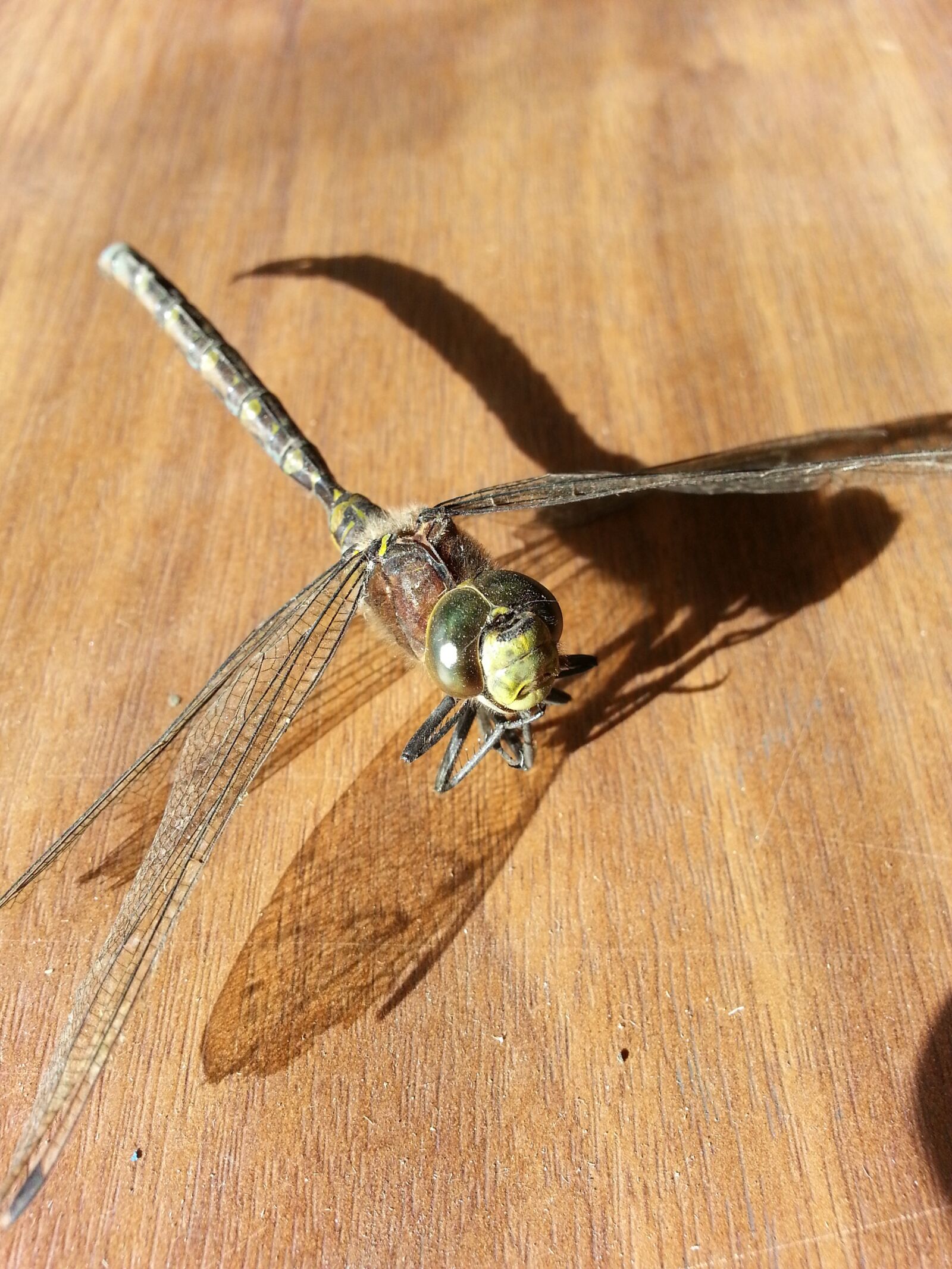 Samsung Galaxy Note2 sample photo. Dragonfly, insect, bug photography