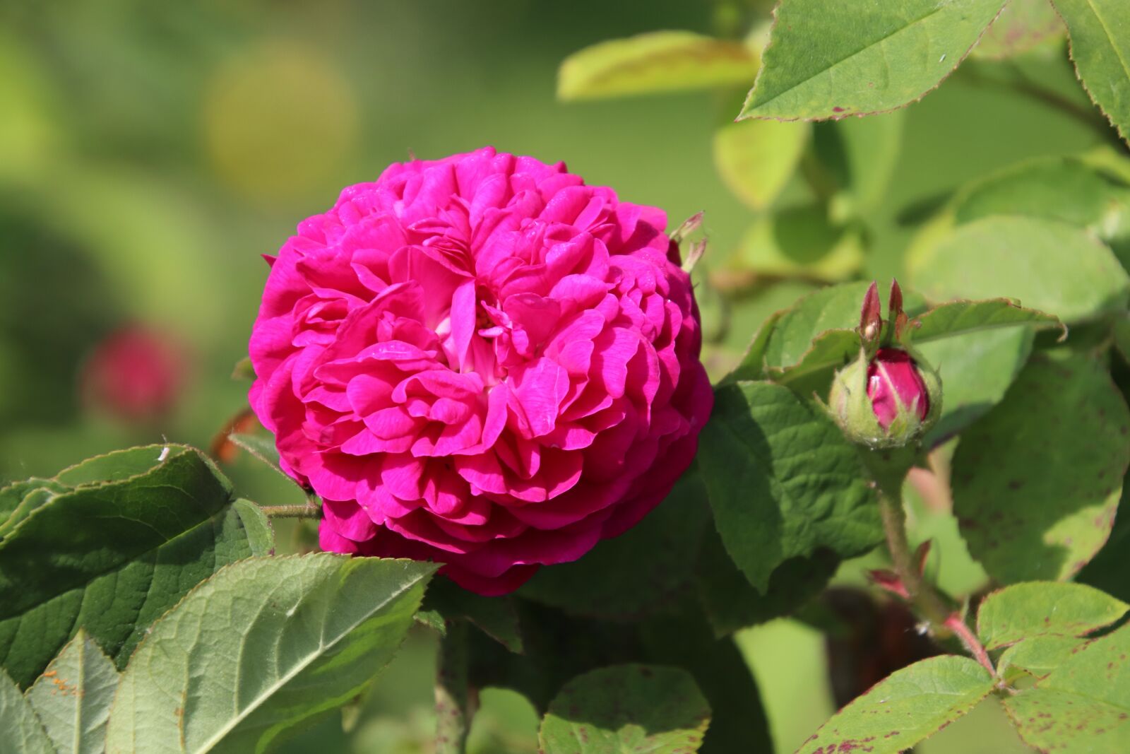 Canon EOS 800D (EOS Rebel T7i / EOS Kiss X9i) sample photo. Roses, old roses, scented photography