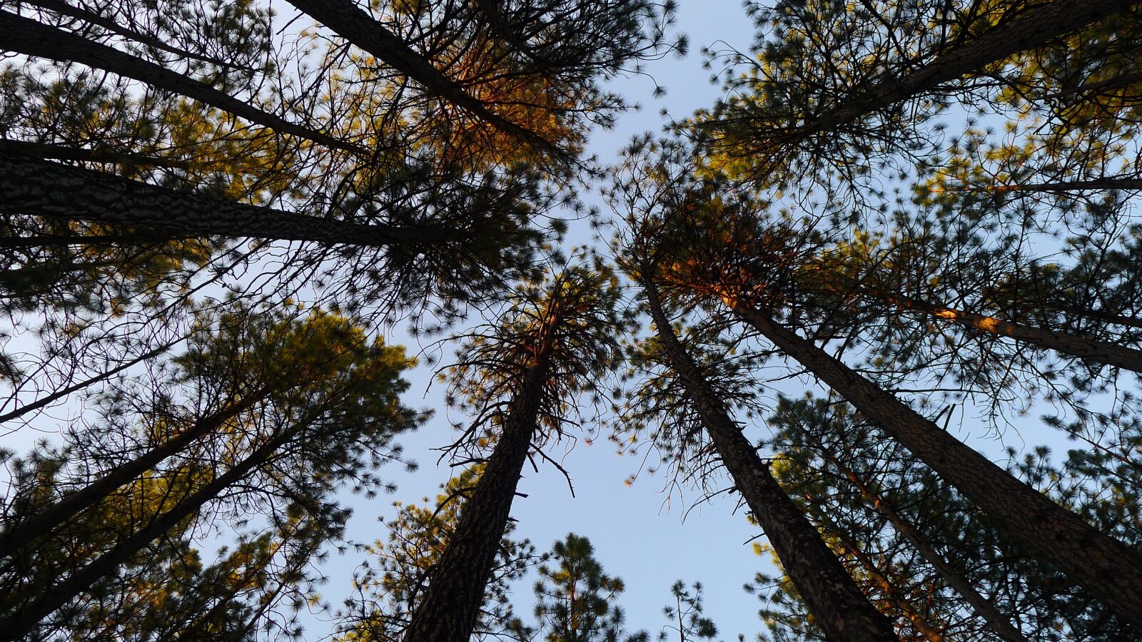 Panasonic Lumix DMC-LX5 sample photo. Trees, pine trees, sky photography