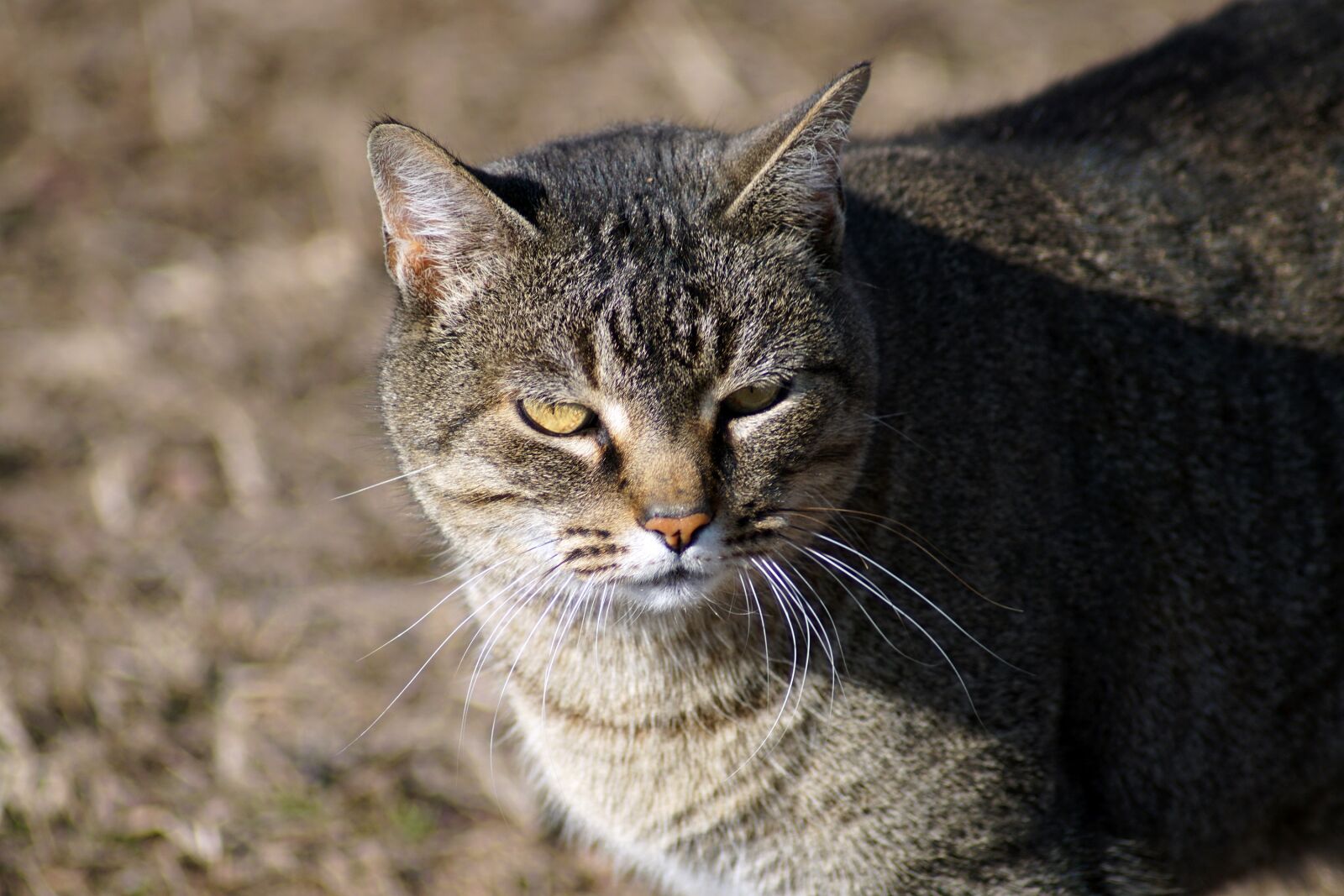 Sony ILCA-77M2 sample photo. Cat, animal, pet photography