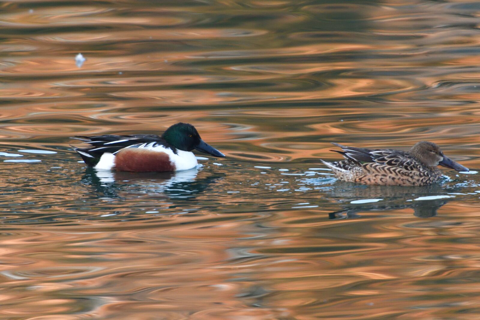 Nikon D500 sample photo. Duck, wild animals, bird photography