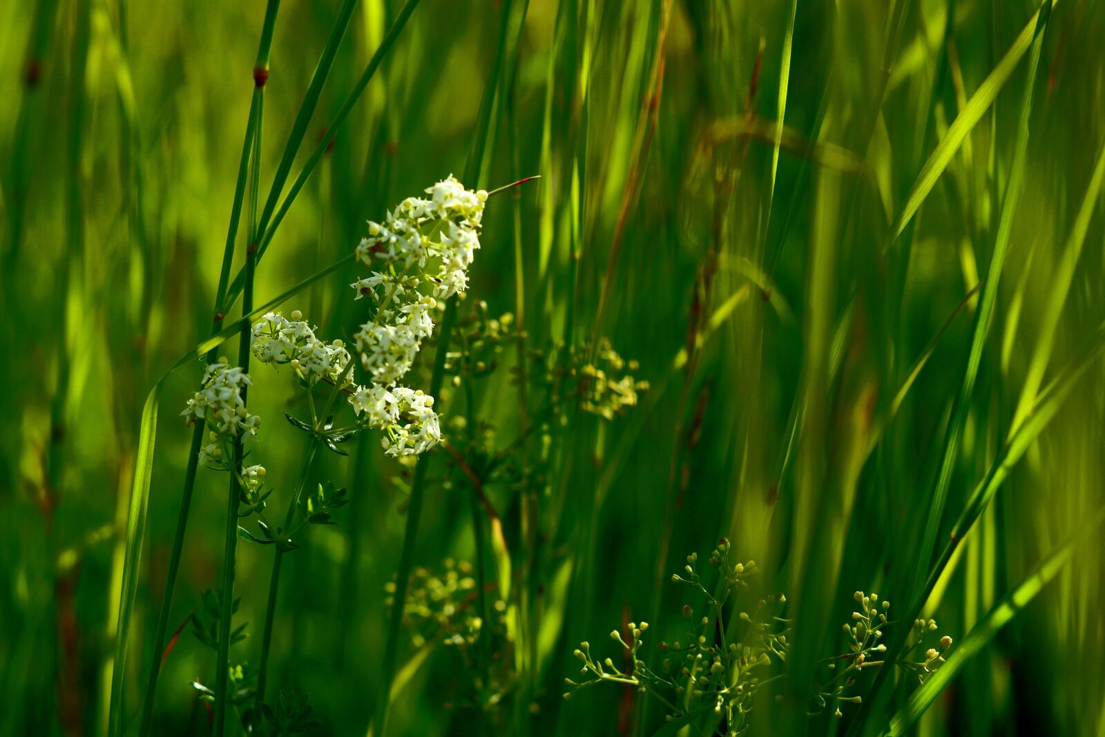 Canon EOS M50 (EOS Kiss M) + Canon EF 50mm F1.8 STM sample photo. Flower, grass, green photography