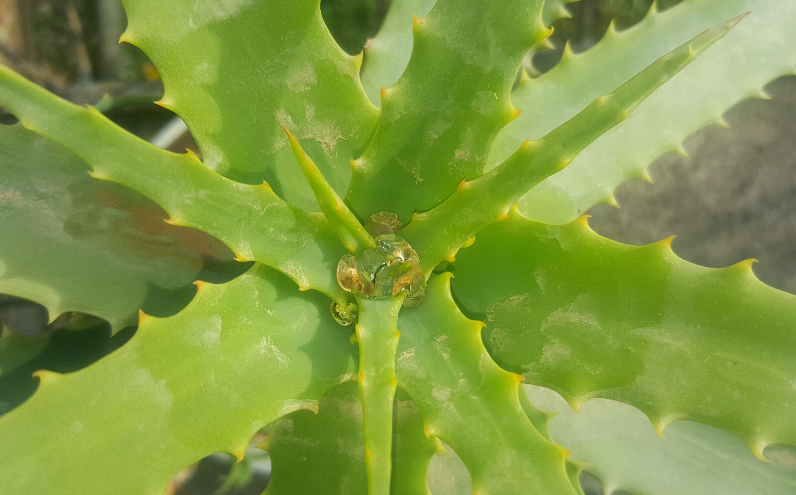 Samsung Galaxy Note5 sample photo. Aloe, flower, green photography