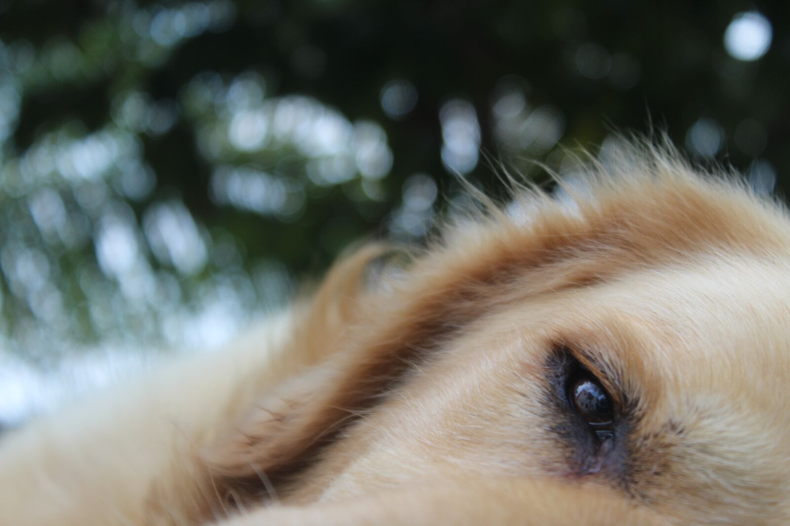 Canon EOS 1300D (EOS Rebel T6 / EOS Kiss X80) sample photo. Look, puppy, dream photography