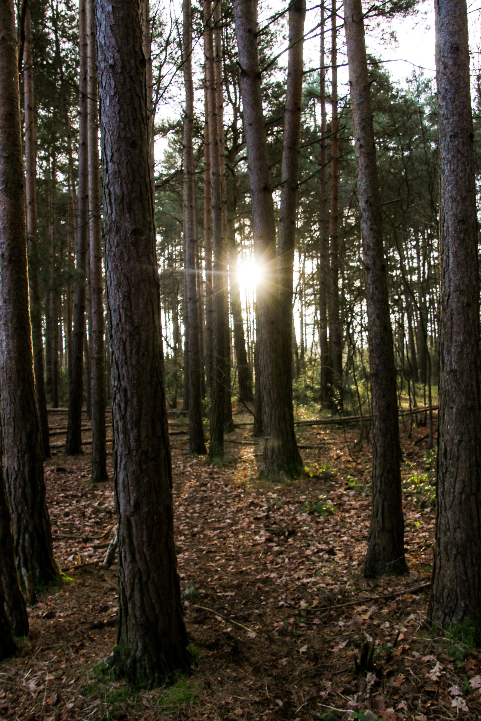 Canon EOS 70D sample photo. Woods, sunlight, forest photography