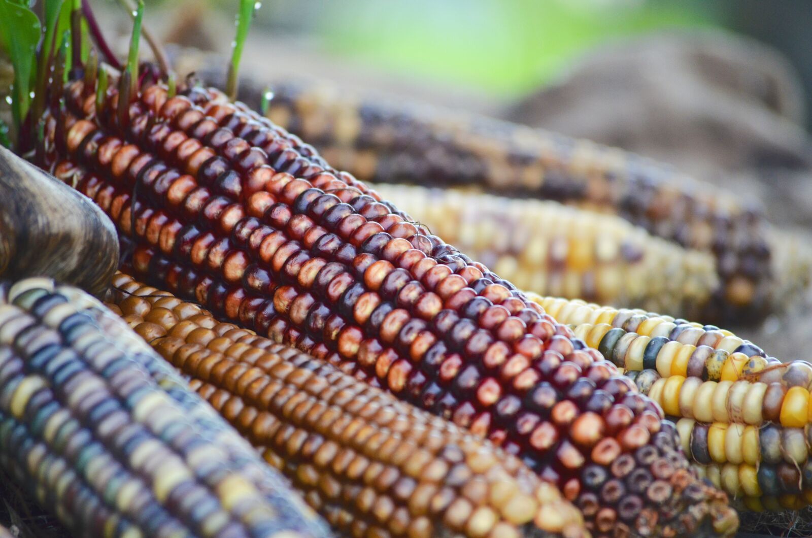 Nikon D5100 sample photo. Indian corn, fall colors photography
