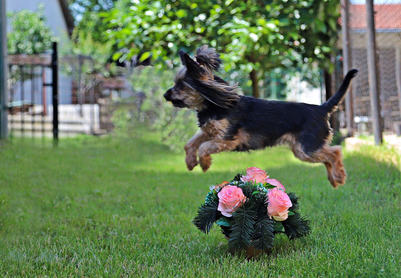 Canon EOS 6D Mark II sample photo. Yorkshire terrier, dog, cute photography