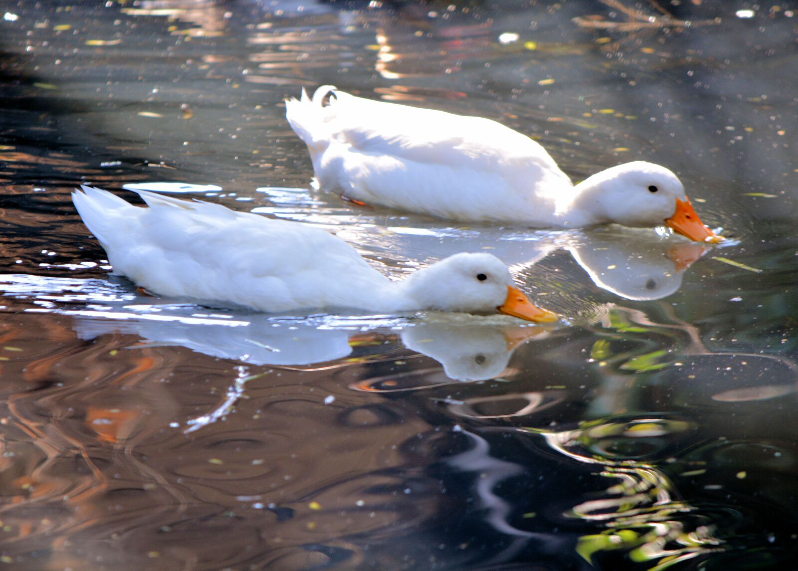 Nikon D5200 sample photo. White ducks, swimming, pond photography