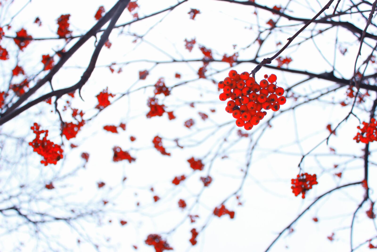 Canon EOS 600D (Rebel EOS T3i / EOS Kiss X5) sample photo. Heart, rowan, pattern photography