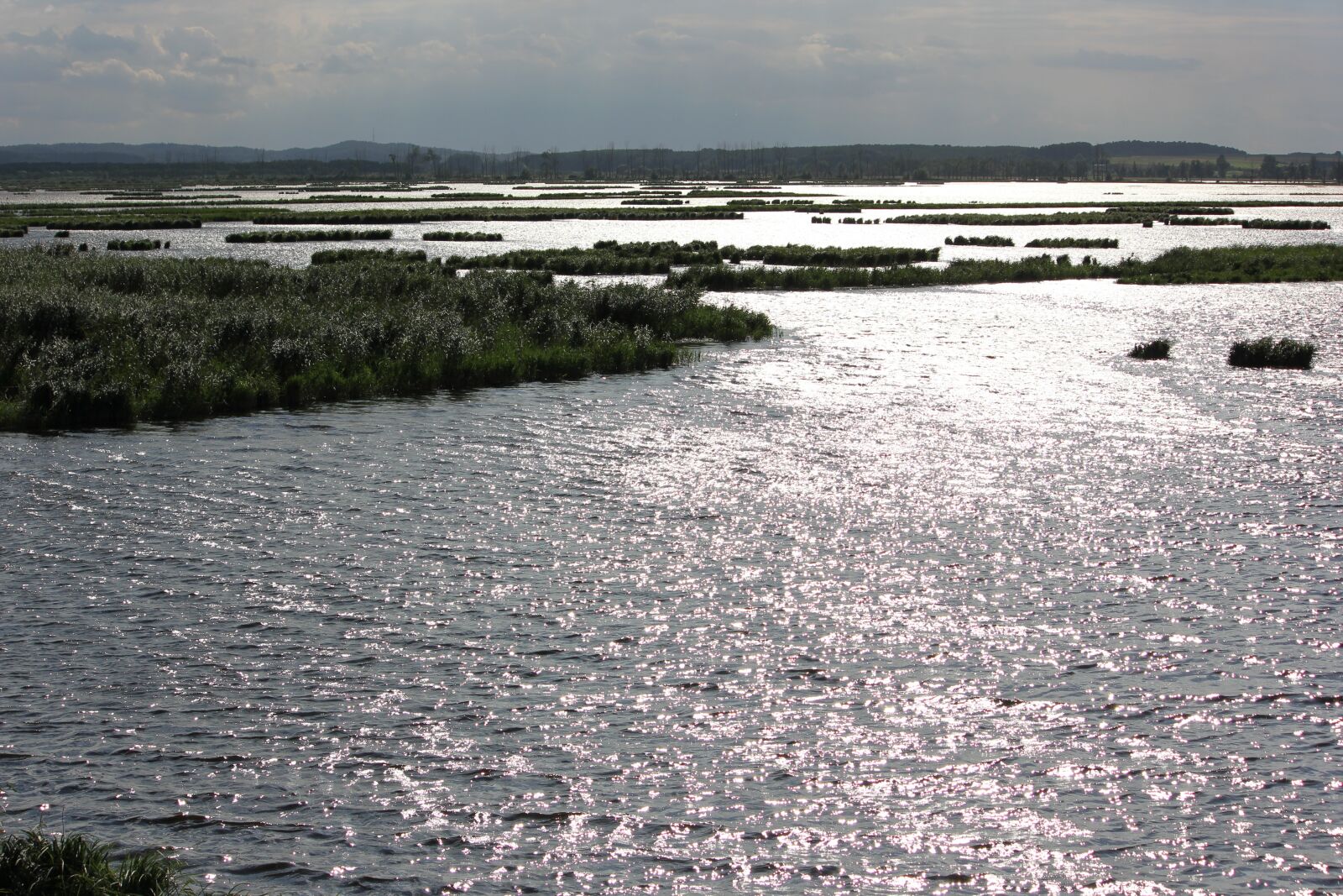 Canon EOS 550D (EOS Rebel T2i / EOS Kiss X4) sample photo. Backlighting, flooding, the breeding photography