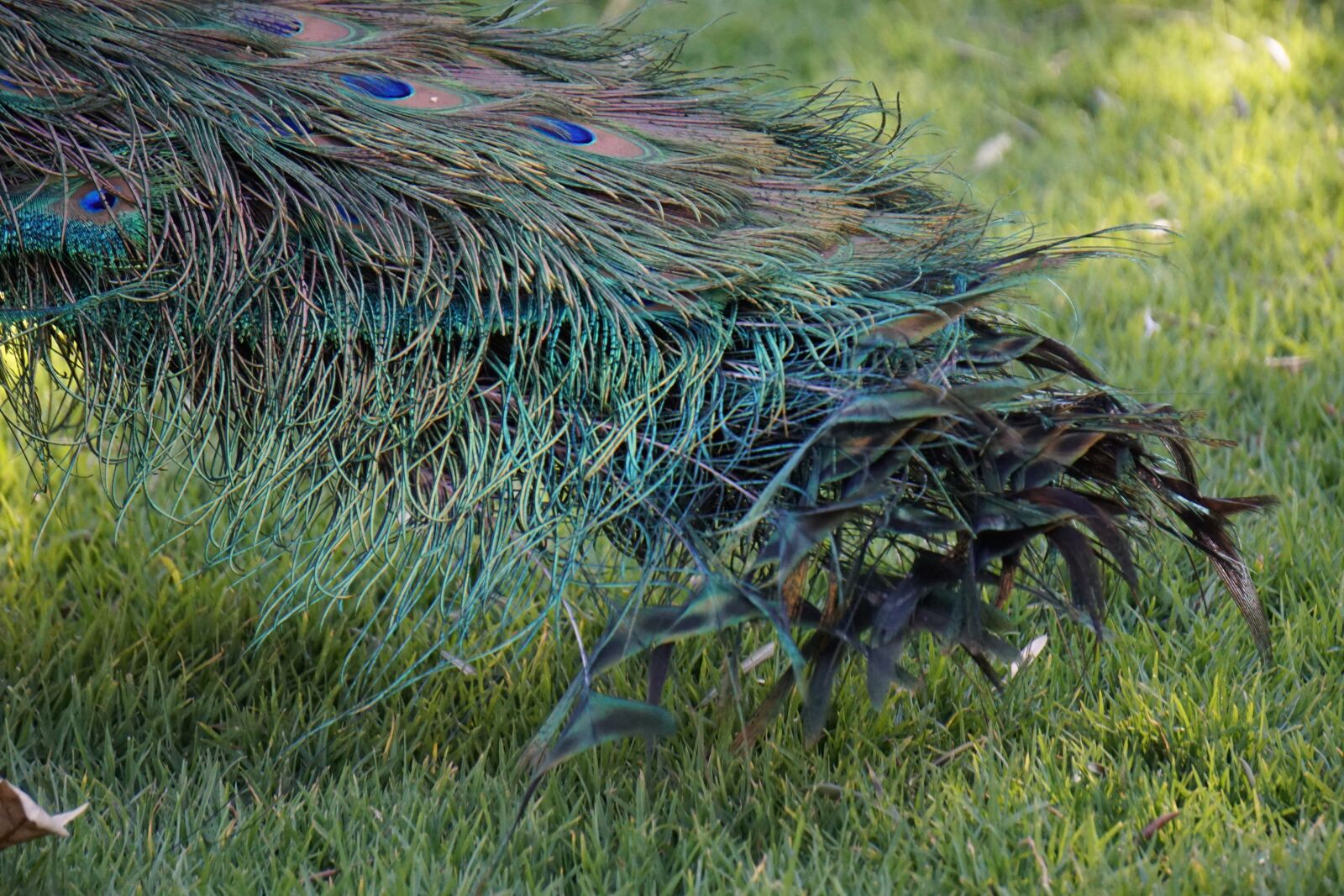 Sony E 55-210mm F4.5-6.3 OSS sample photo. Peacock, ave, feathers photography