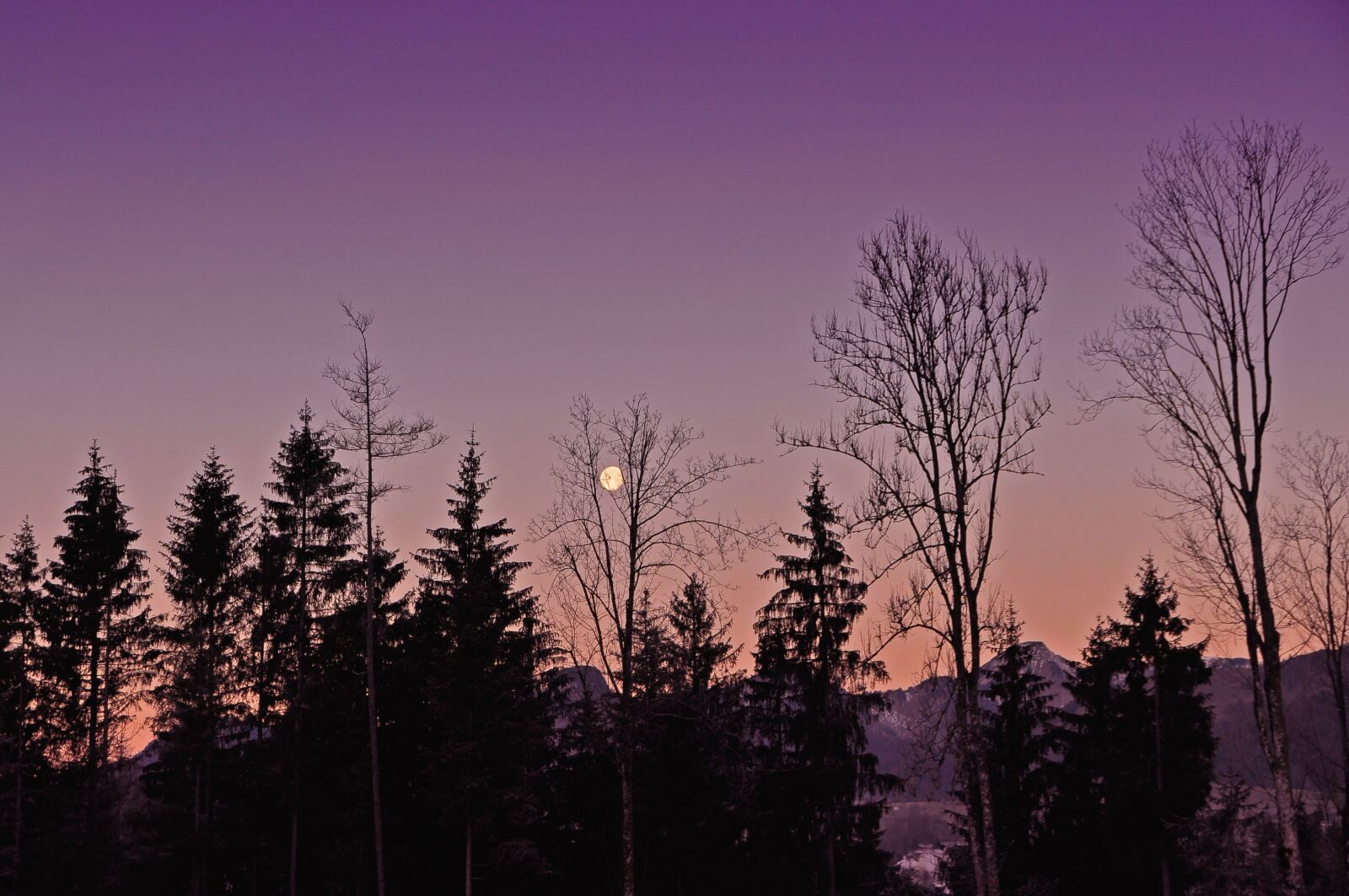 Nikon D90 sample photo. Abendstimmung, moon, silhouette photography