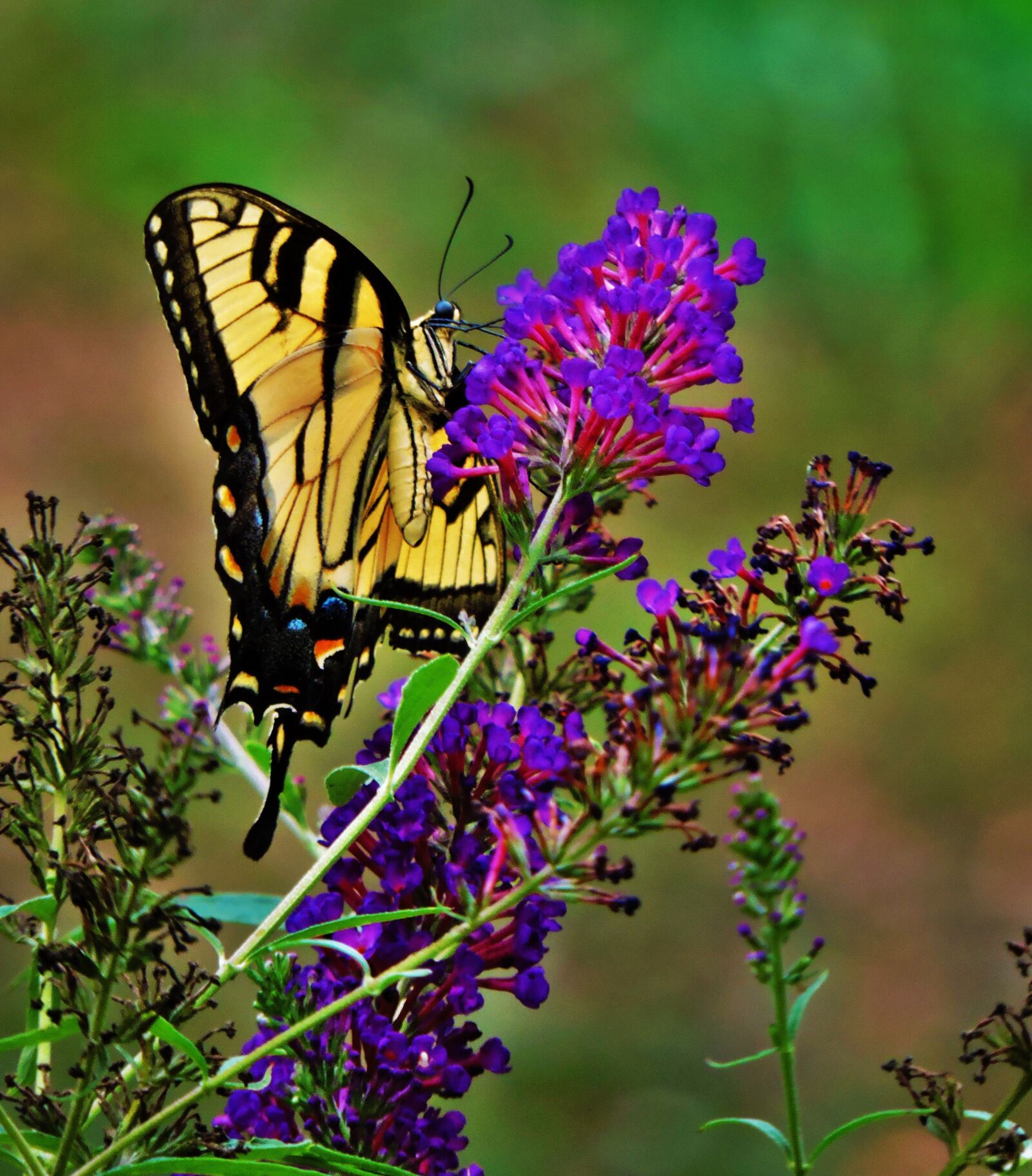 Nikon Coolpix P600 sample photo. Swallowtail, butterfly, nature photography