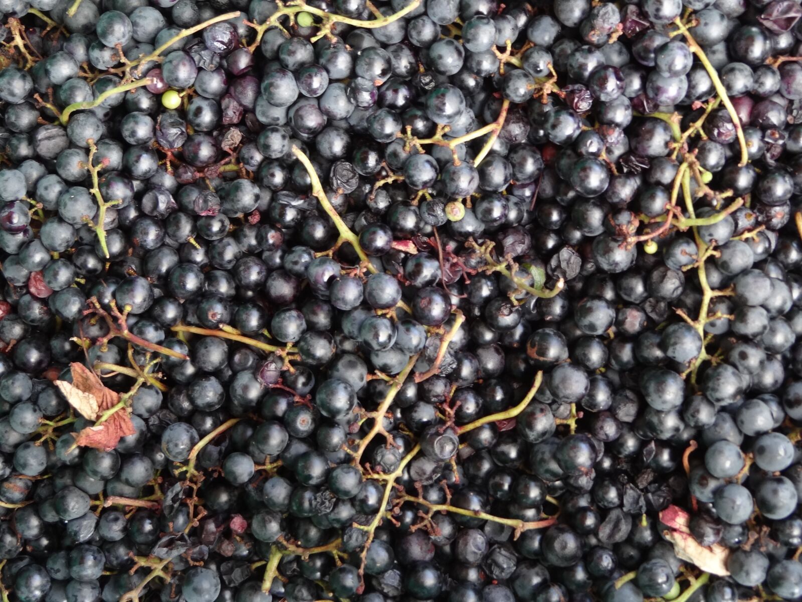Sony Cyber-shot DSC-HX100V sample photo. Grapes, burgundy, fruit photography