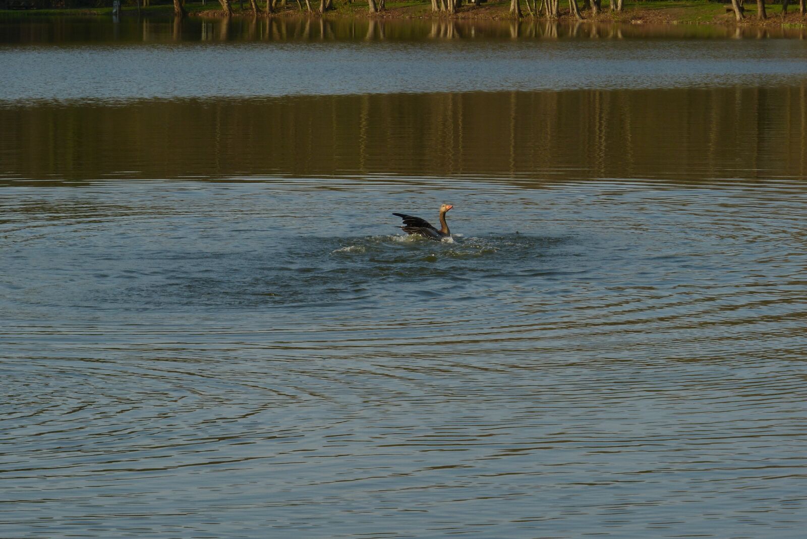 Panasonic Lumix DMC-FZ150 sample photo. Lake, fight, water photography