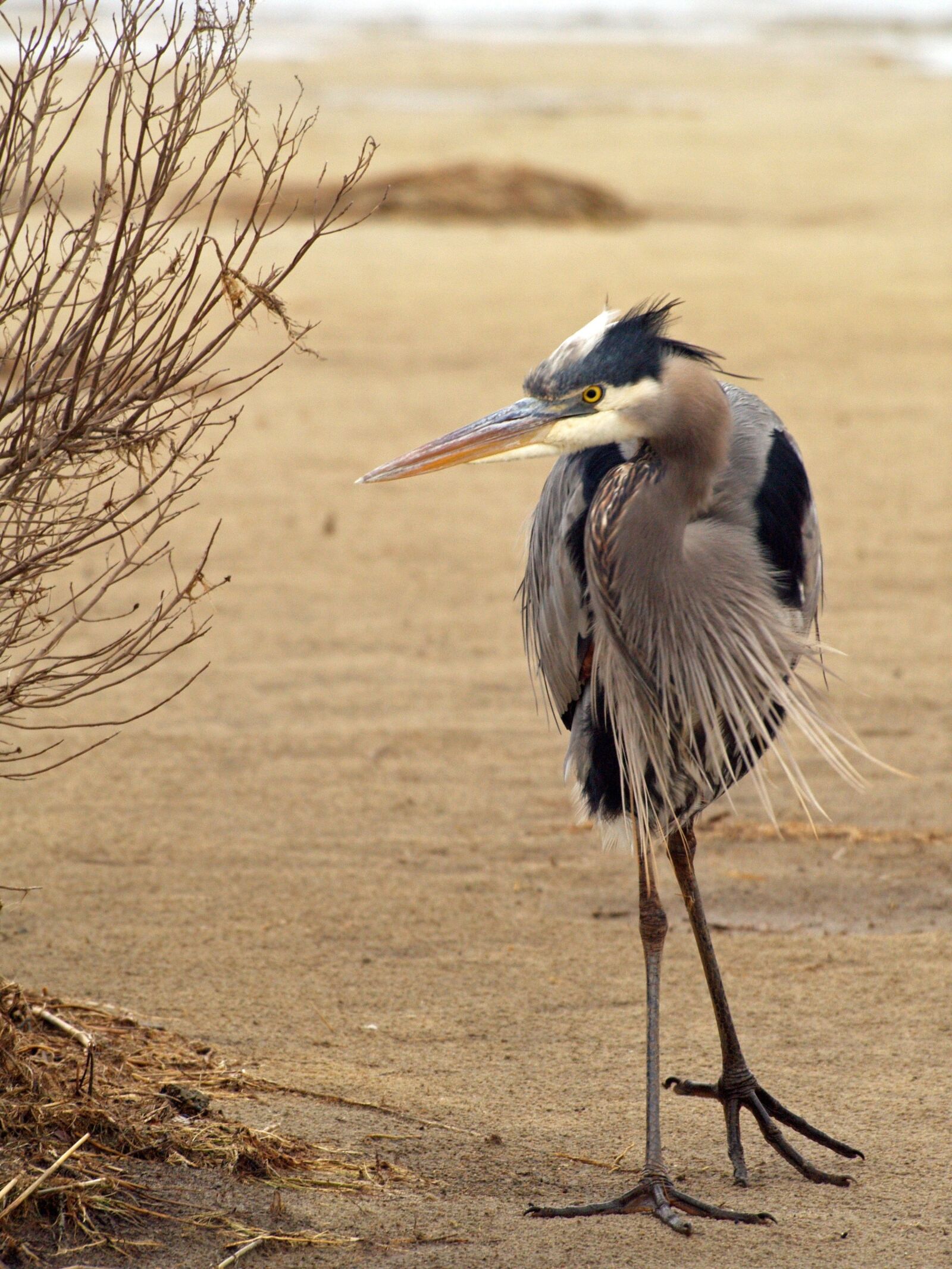 Olympus E-500 (EVOLT E-500) sample photo. Bird, animal, blue heron photography