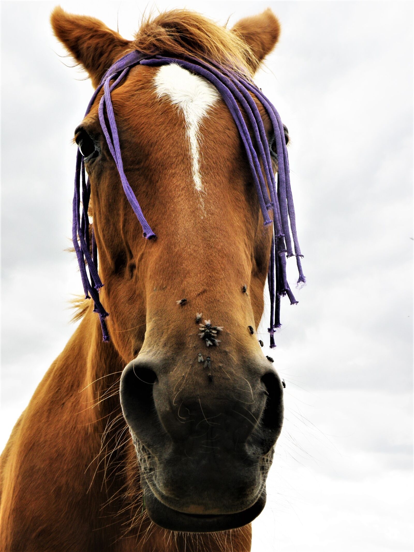 Olympus SP570UZ sample photo. Animal, horse, equine photography