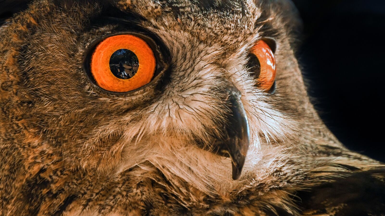 Nikon D500 sample photo. Owl, grand duke, look photography