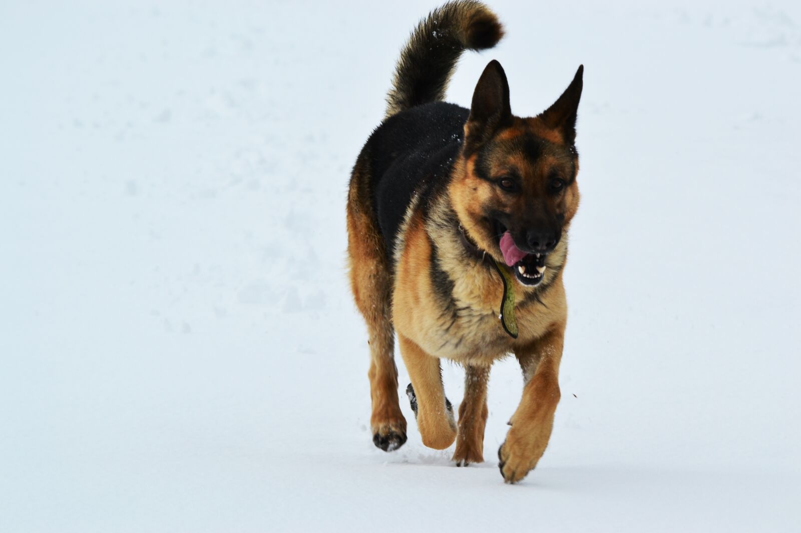 Nikon D3100 sample photo. Dog, winter, snow photography