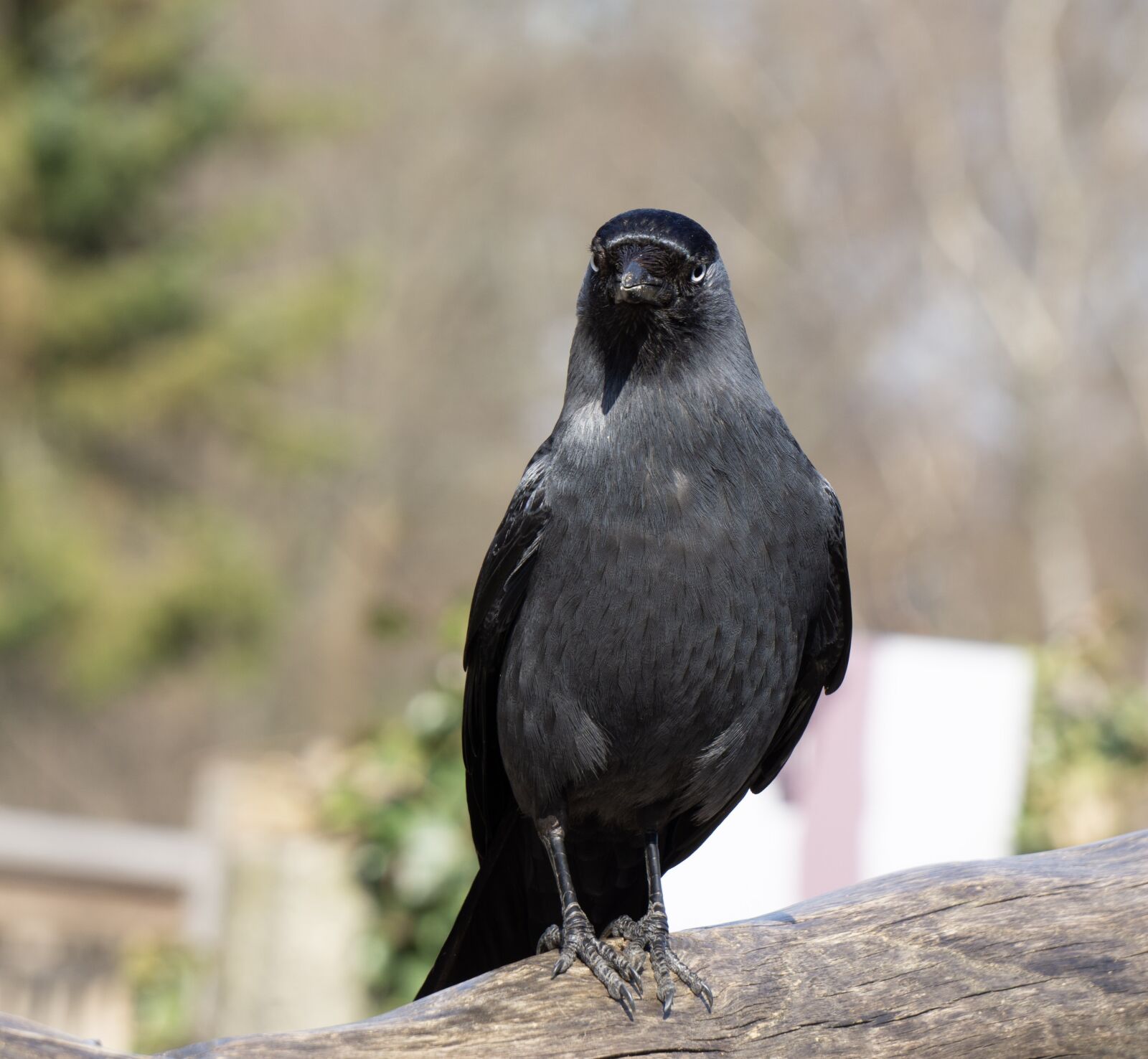 Sony a6000 sample photo. Bird, animal world, animal photography