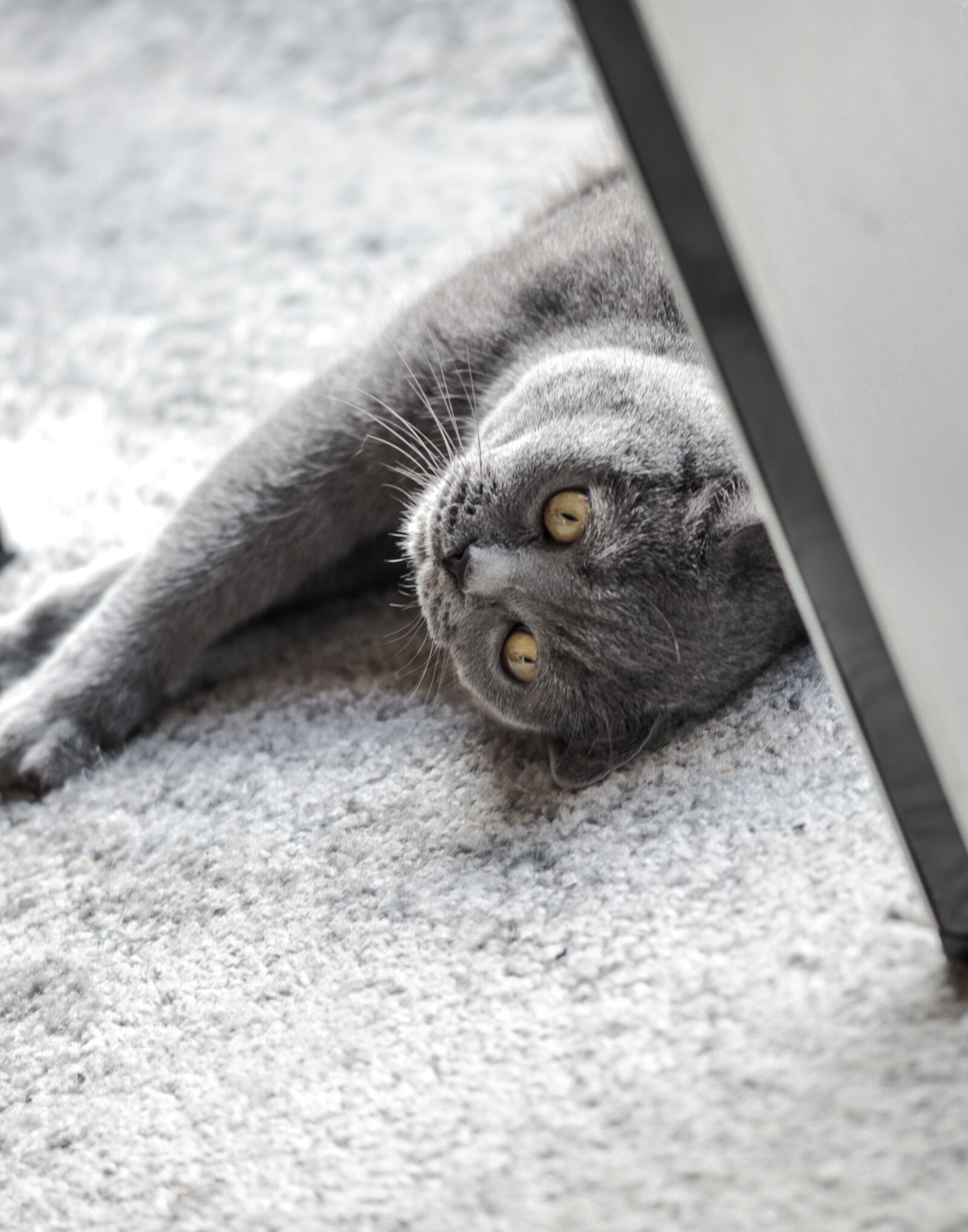 Nikon D5100 sample photo. British shorthair, cat, grey photography