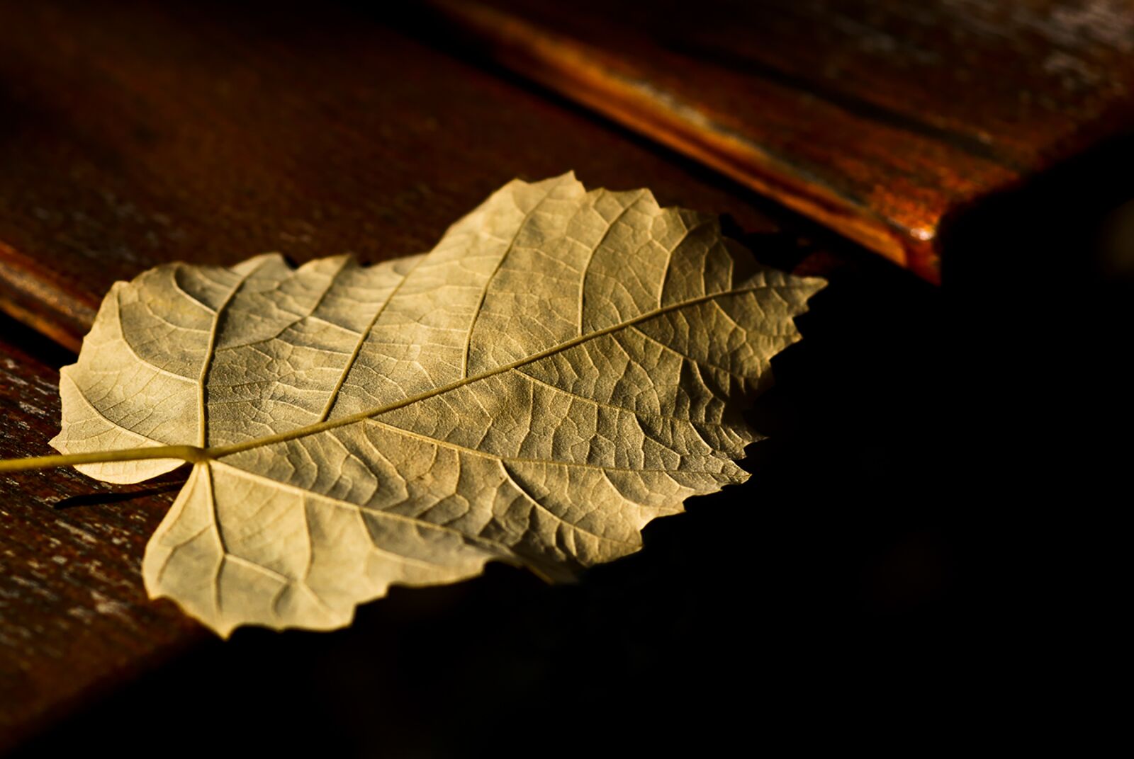 Sony SLT-A55 (SLT-A55V) sample photo. Leaf, gold, autumn photography