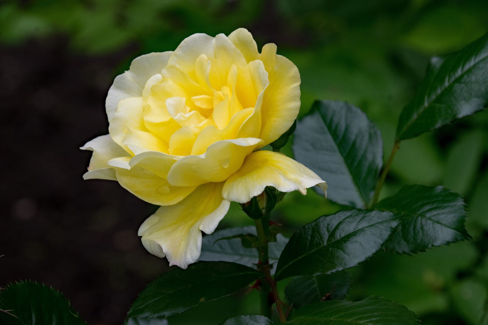 Nikon D5300 sample photo. Rose, junction, leverkusen photography
