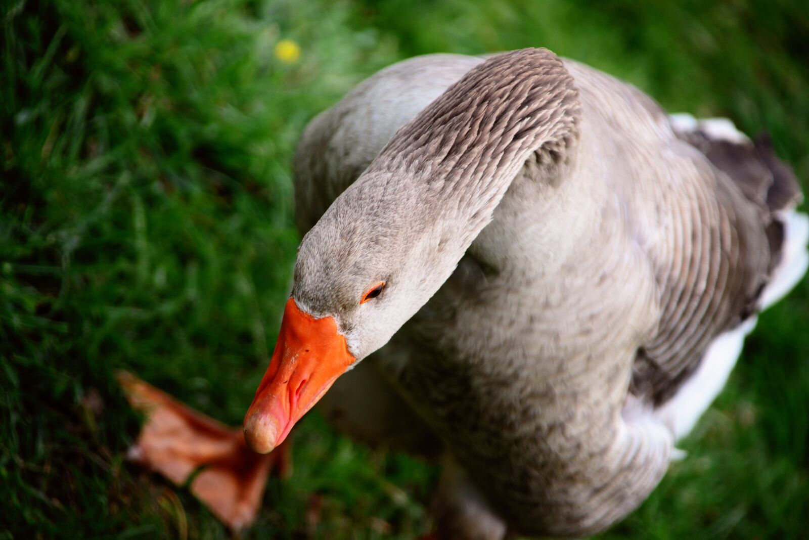 Nikon D610 sample photo. Goose, domestic goose, animal photography