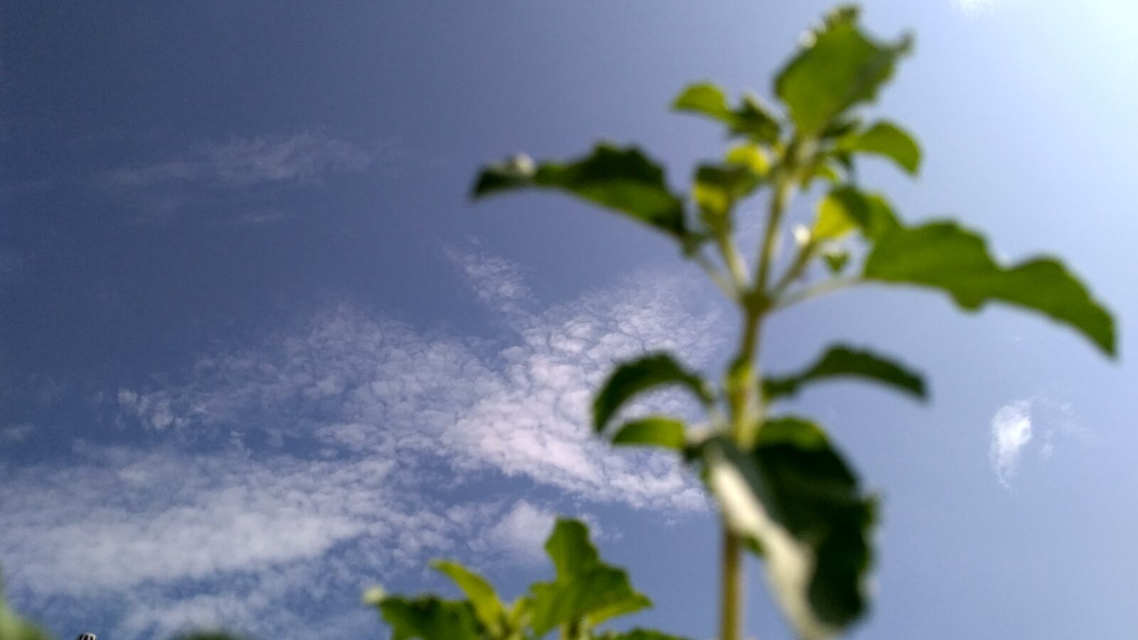Xiaomi Redmi 3S sample photo. Nature, leaf, background photography