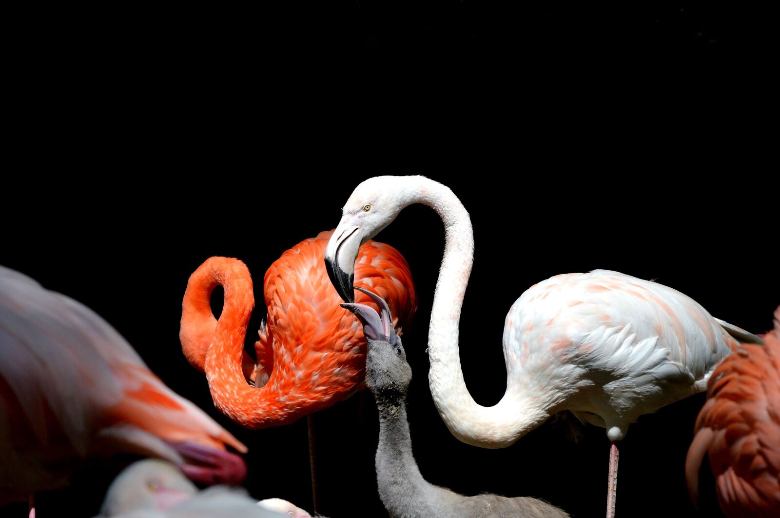 Nikon D3200 sample photo. Flamingo, bird, pink photography
