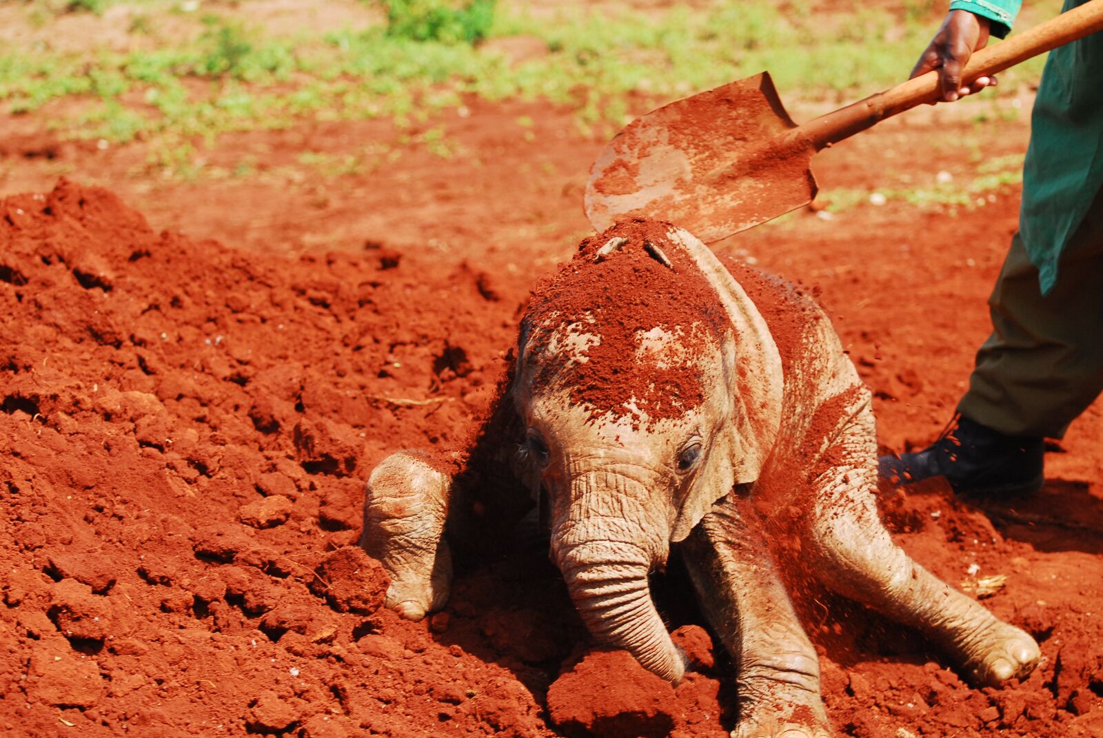 Nikon D200 sample photo. Feeding baby elephants, dust photography