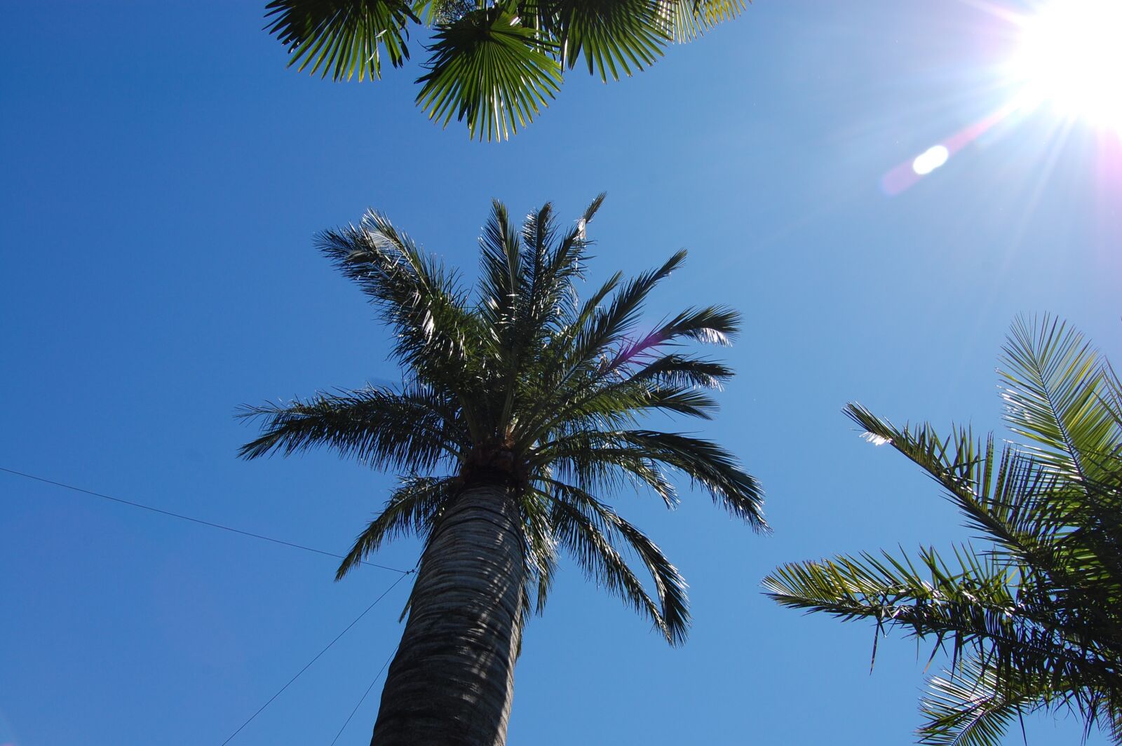 Nikon D40 sample photo. Palm, sky, partly cloudy photography