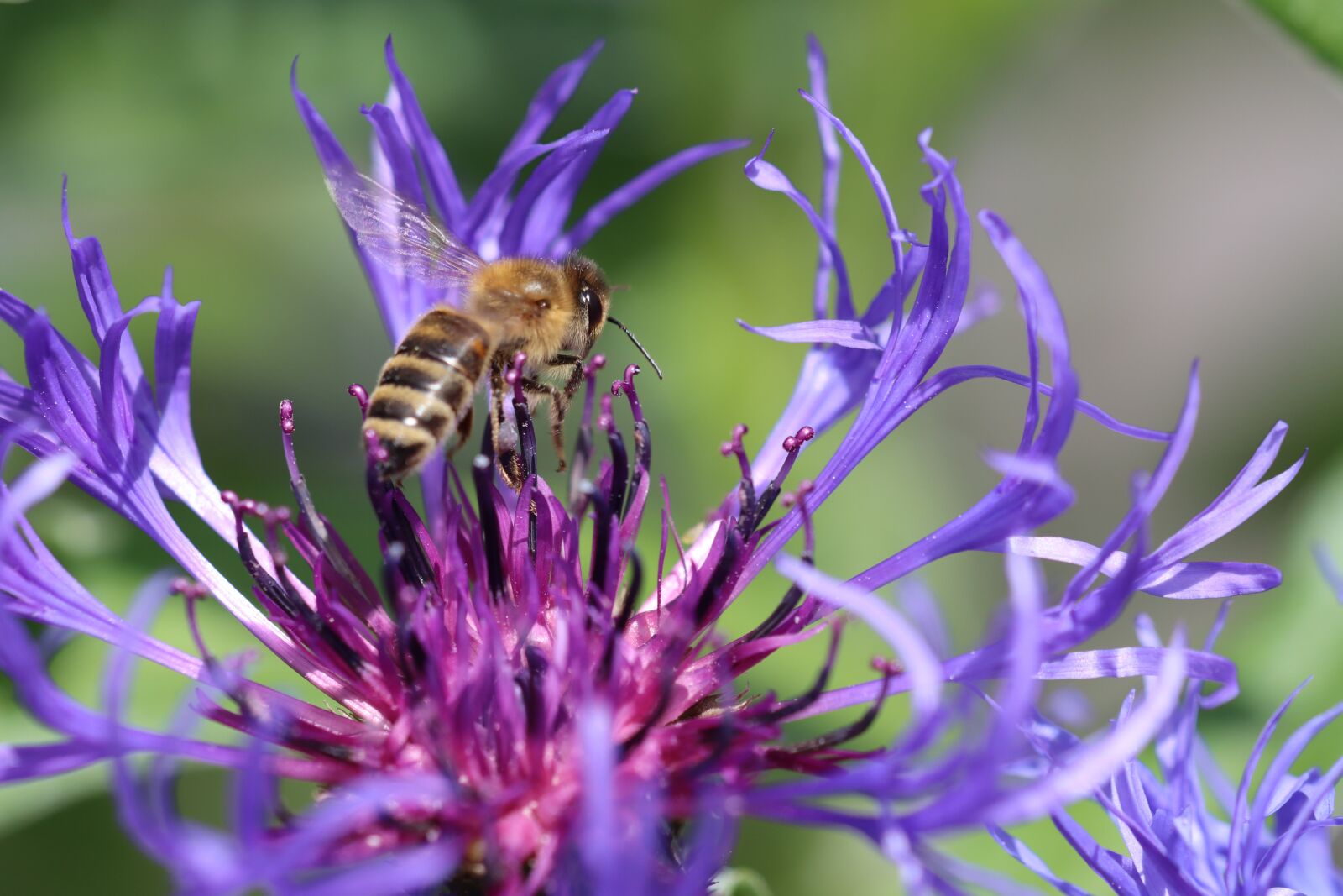 Canon EOS 90D sample photo. Bee, wasp, insect photography