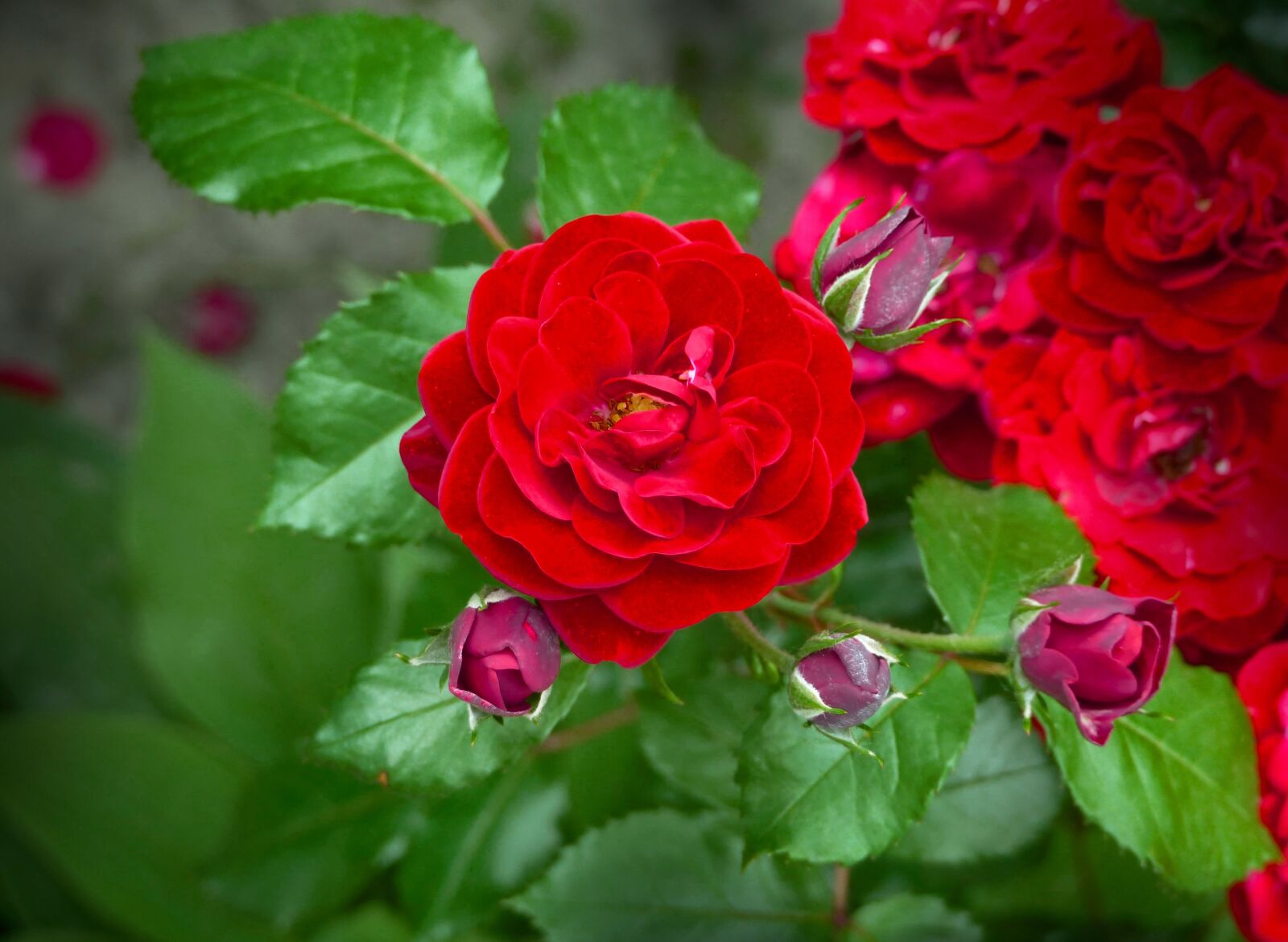 Panasonic Lumix DMC-FZ200 sample photo. Rose, bush, flower photography