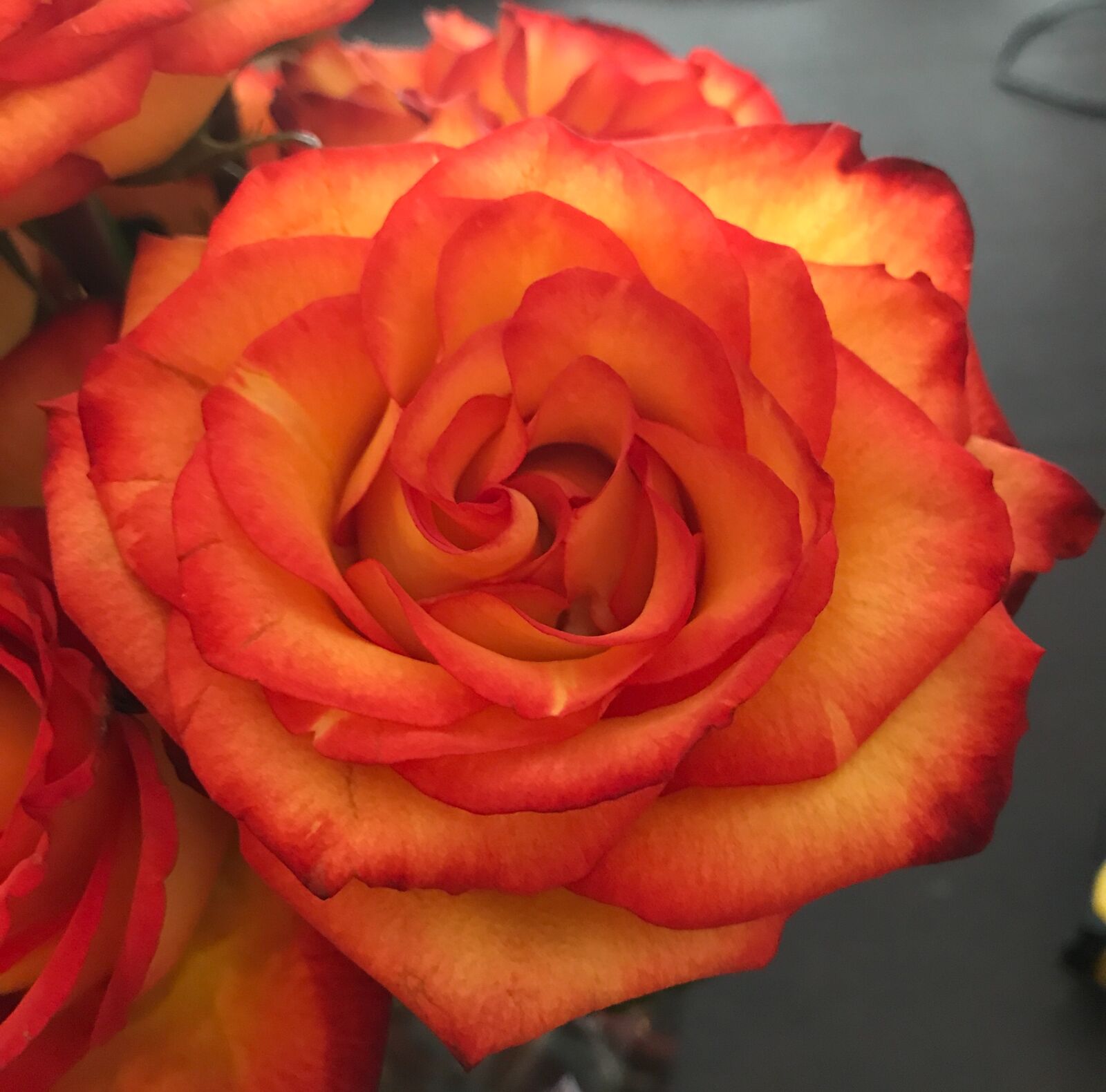Apple iPhone 7 Plus sample photo. Circus, rose photography