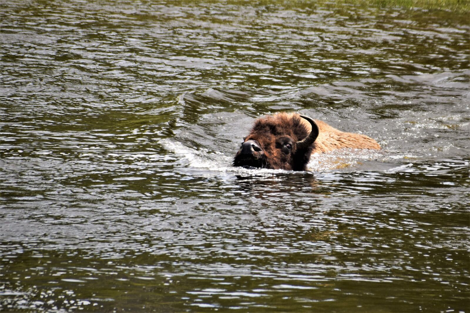 Nikon D5500 sample photo. Bison, buffalo, river, swimming photography